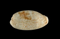 藏品(愛龍寶螺)的圖片